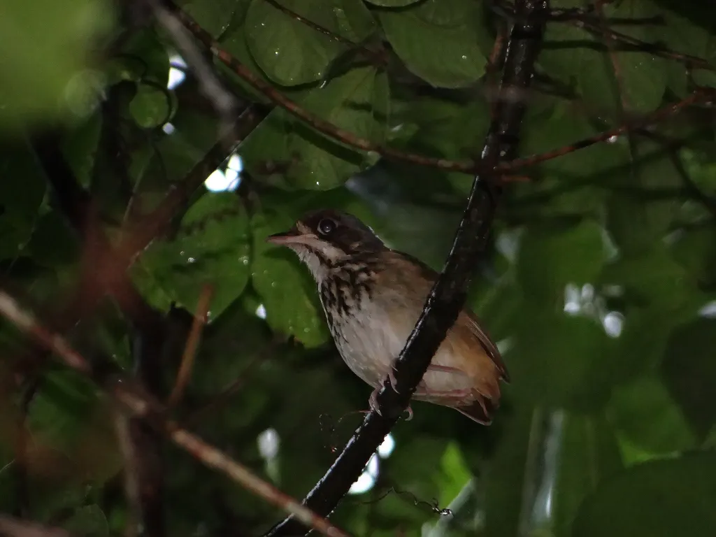 花脸蚁鸫(Hylopezus auricularis)