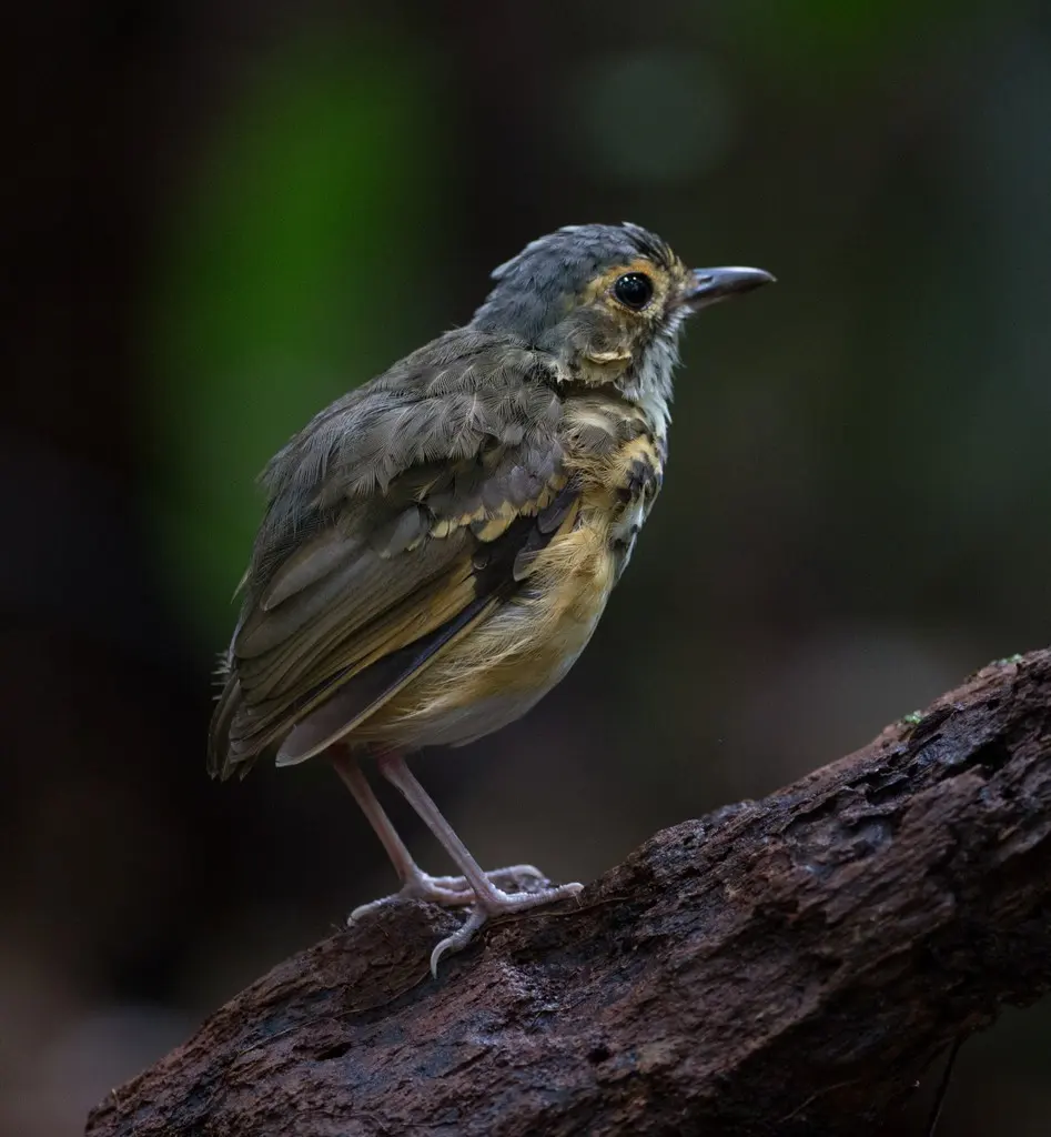 斑蚁鸫（Hylopezus macularius）