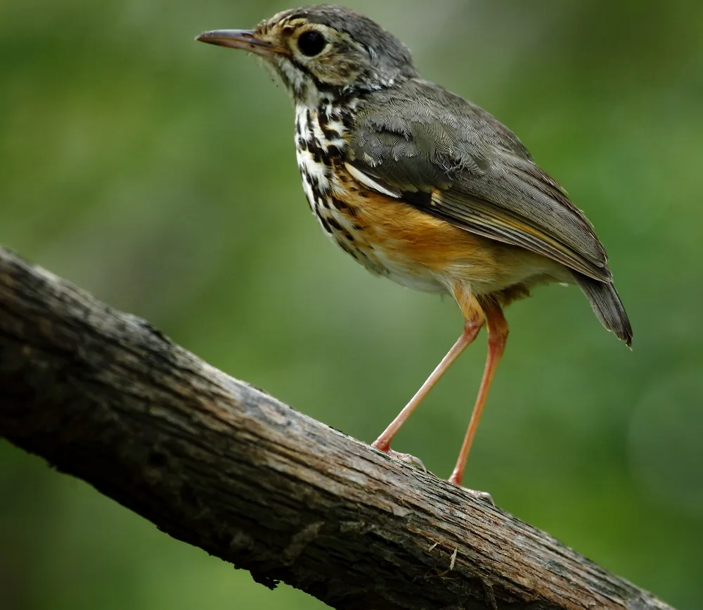 白眉蚁鸫（Hylopezus ochroleucus）