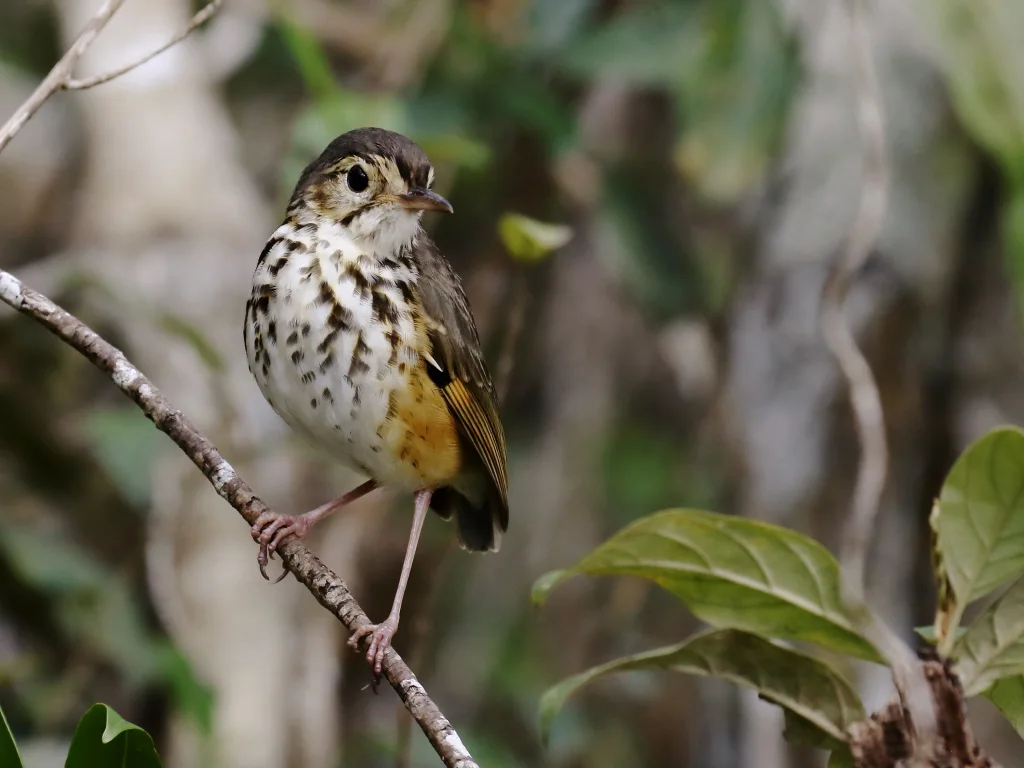 白眉蚁鸫（Hylopezus ochroleucus）