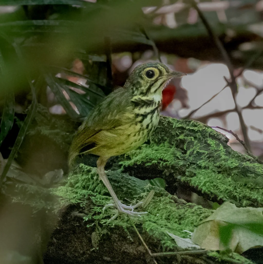 帕拉蚁鸫（Hylopezus paraensis）