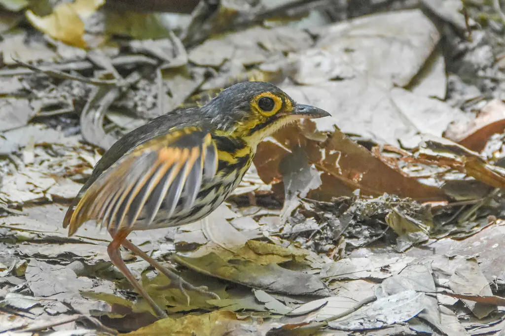 纹胸蚁鸫(Hylopezus perspicillatus)