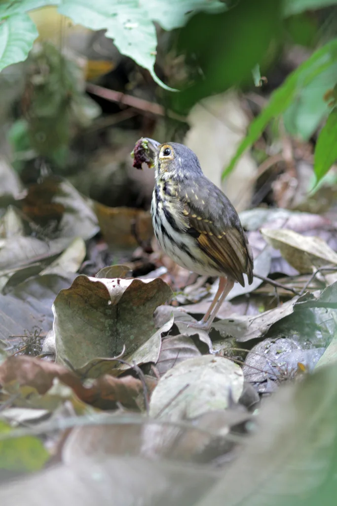 纹胸蚁鸫(Hylopezus perspicillatus)