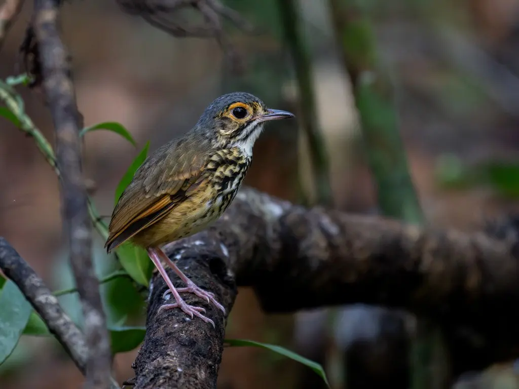 上弗洛雷斯塔蚁鸫(Hylopezus whittakeri)