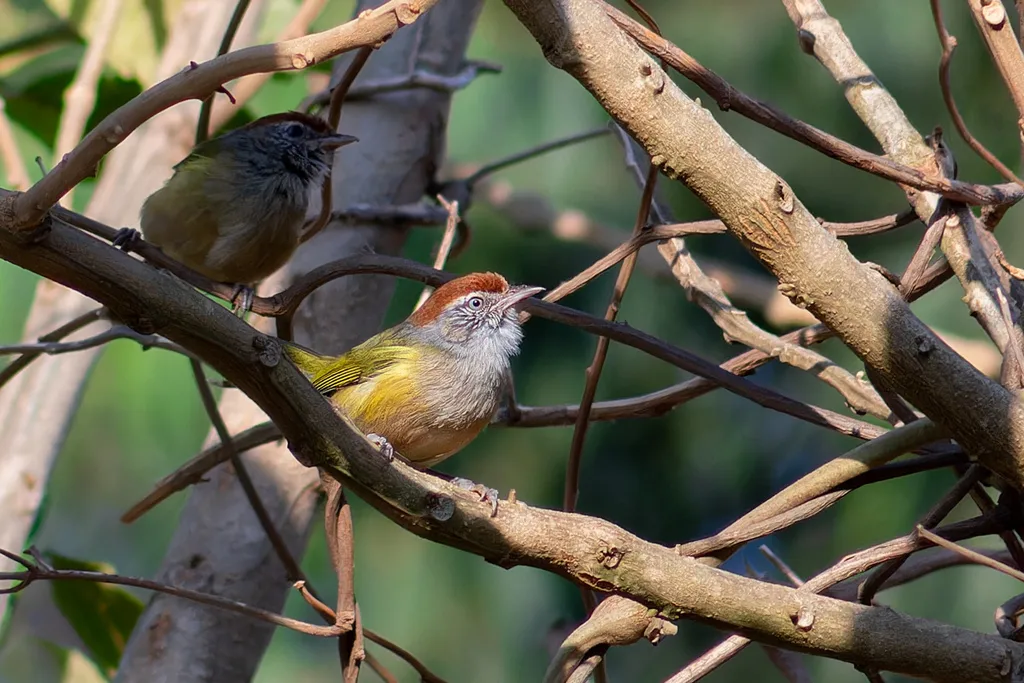 灰眼绿莺雀(Hylophilus amaurocephalus)