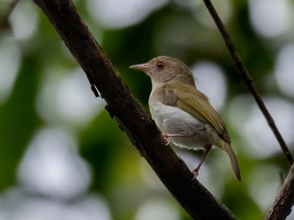 褐头绿莺雀(Hylophilus brunneiceps)