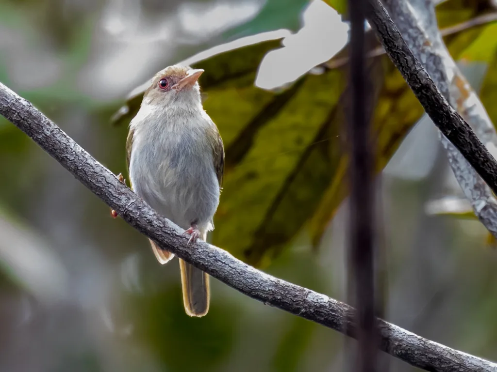 褐头绿莺雀(Hylophilus brunneiceps)
