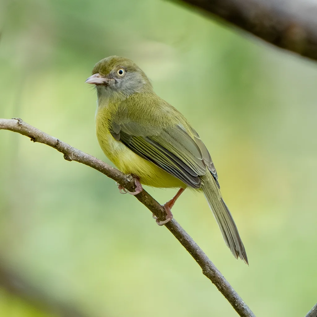 灌丛绿莺雀(Hylophilus flavipes)