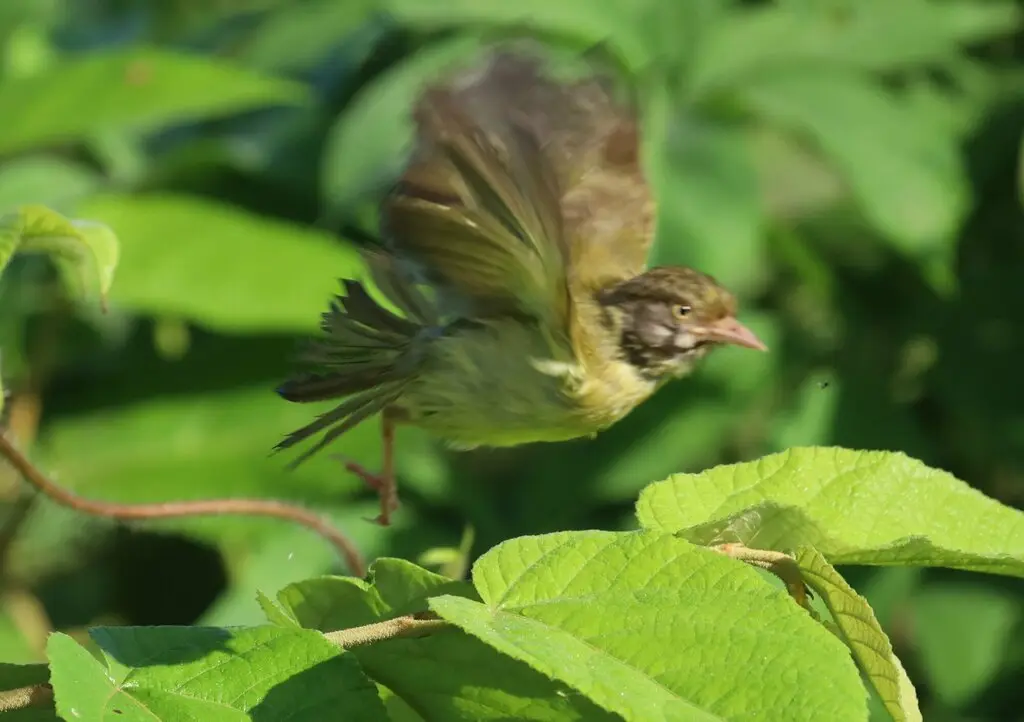 灌丛绿莺雀(Hylophilus flavipes)