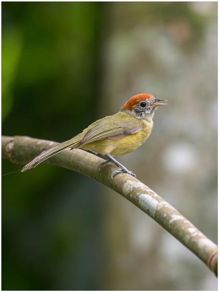 棕顶绿莺雀(Hylophilus poicilotis)