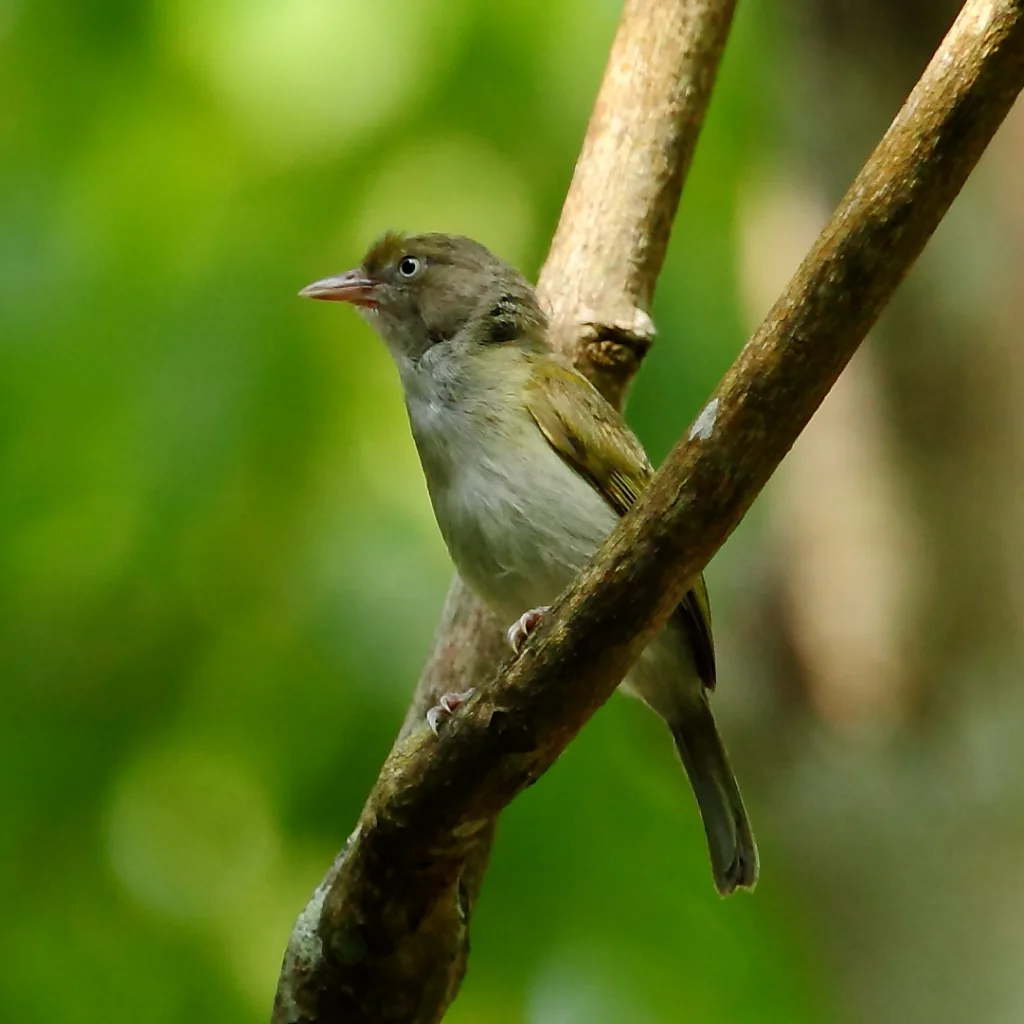 灰胸绿莺雀(Hylophilus semicinereus)