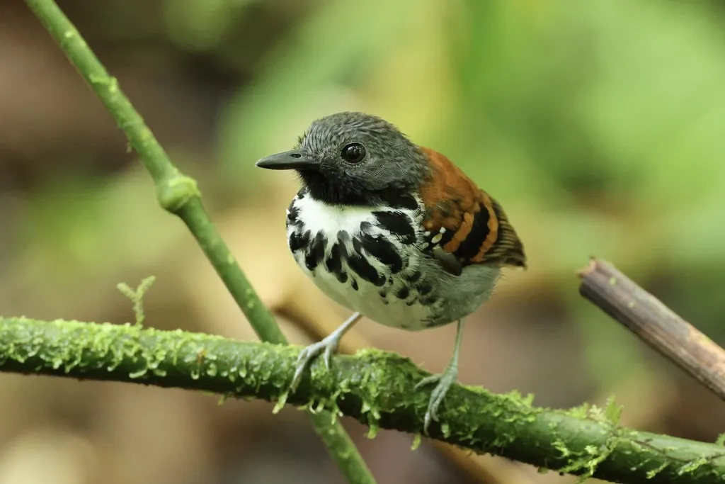 点斑蚁鸟(Hylophylax naevioides)