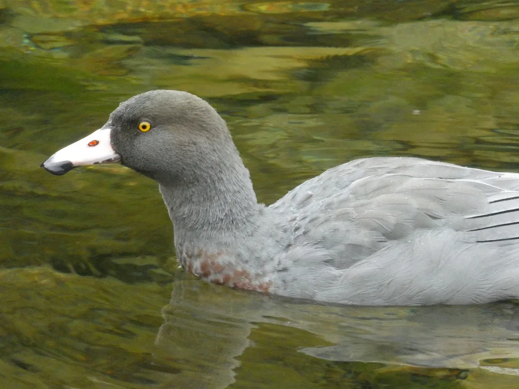 山鸭（Hymenolaimus malacorhynchos）