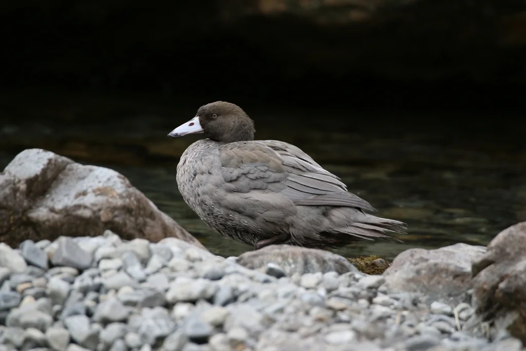 山鸭（Hymenolaimus malacorhynchos）
