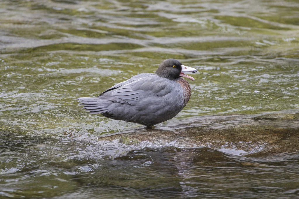 山鸭（Hymenolaimus malacorhynchos）