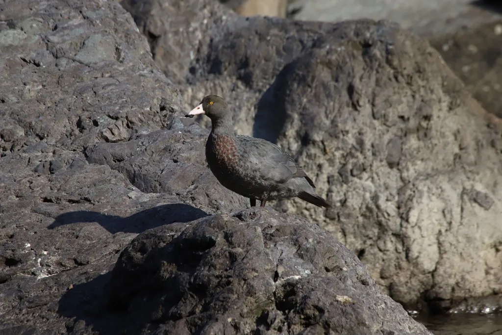 山鸭（Hymenolaimus malacorhynchos）