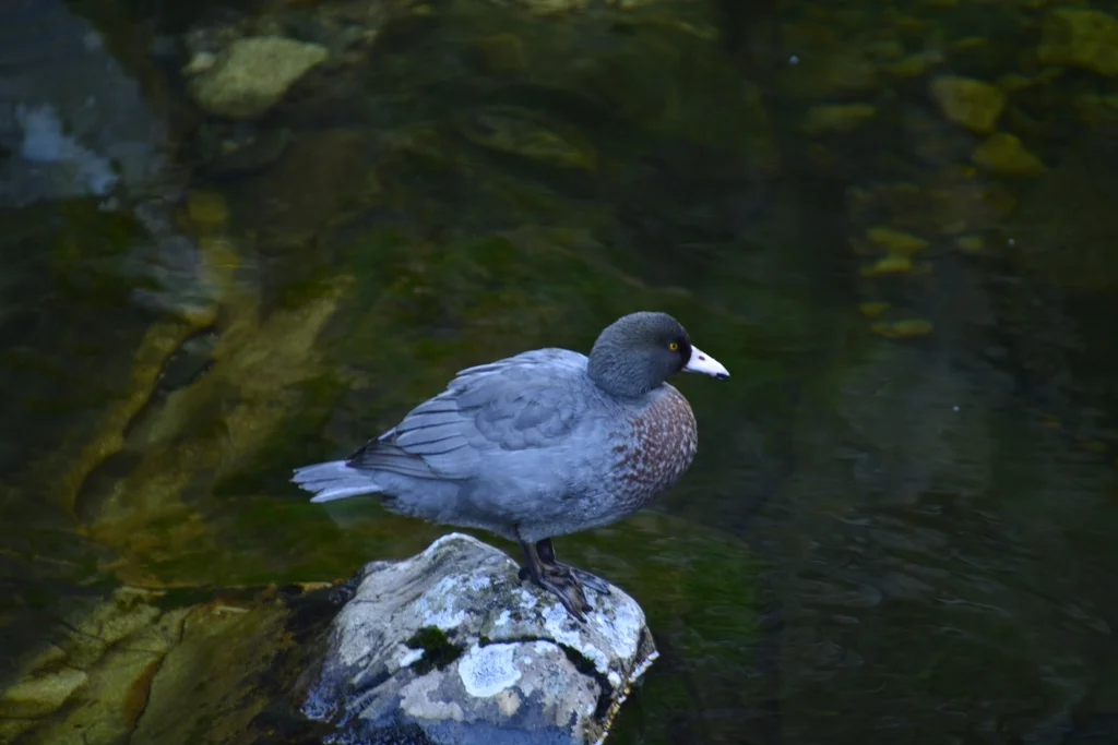 山鸭（Hymenolaimus malacorhynchos）