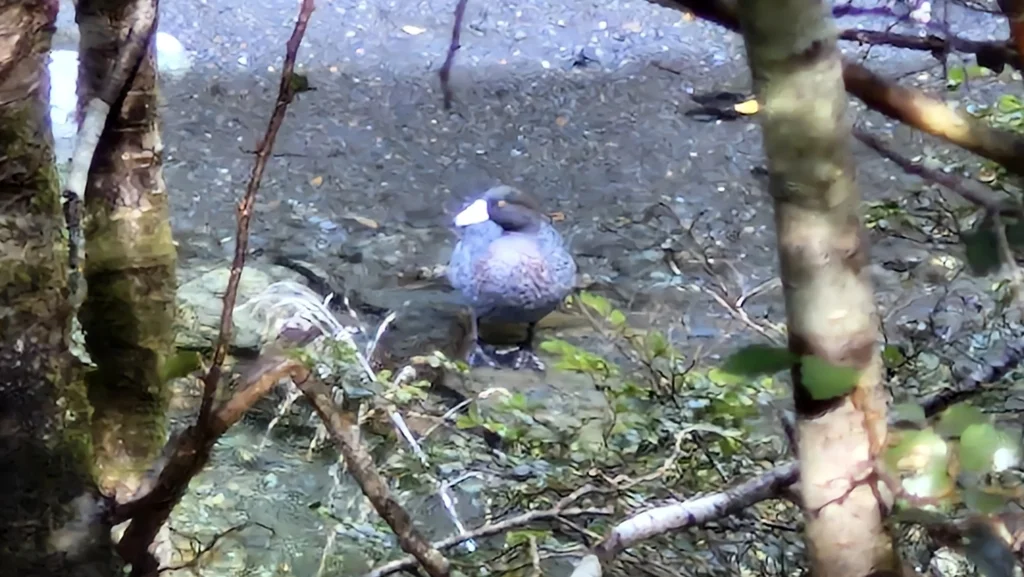 山鸭（Hymenolaimus malacorhynchos）