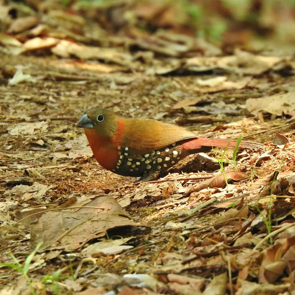 朱胸斑雀(Hypargos niveoguttatus)