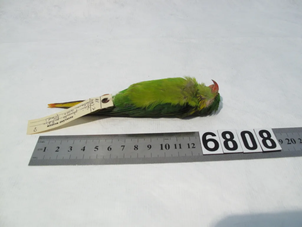 蓝脸鹦鹉(Hypocharmosyna placentis)