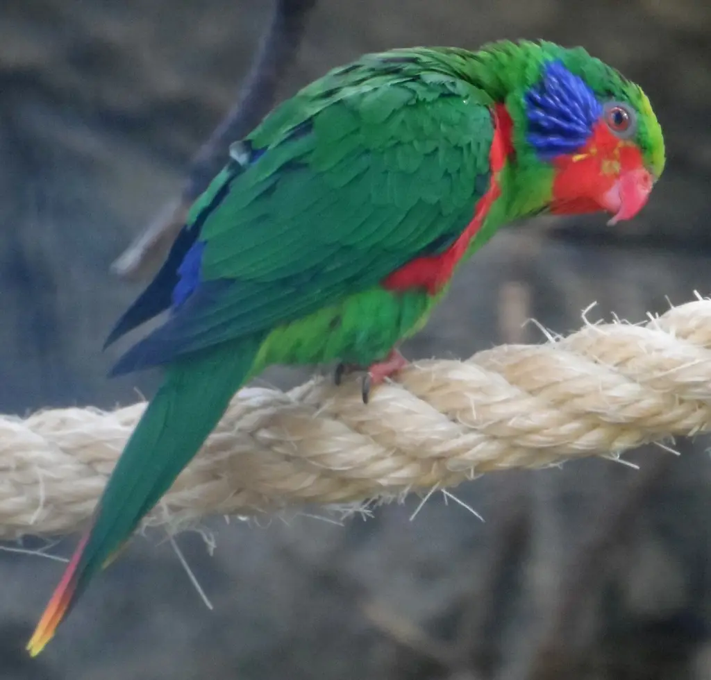 蓝脸鹦鹉(Hypocharmosyna placentis)