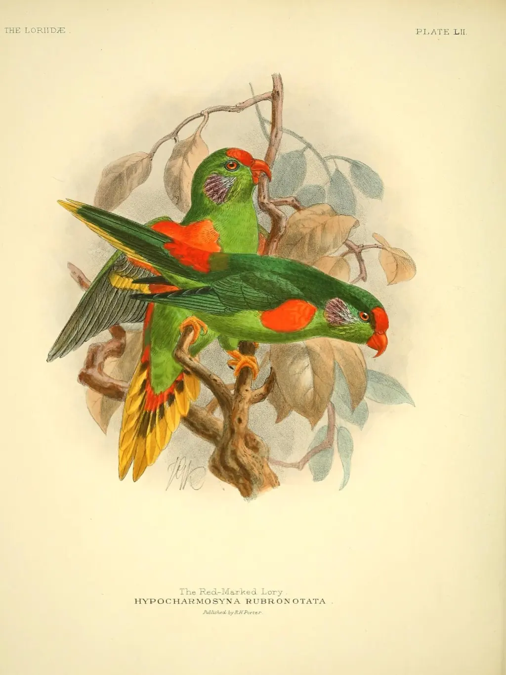红斑鹦鹉(Hypocharmosyna rubronotata)