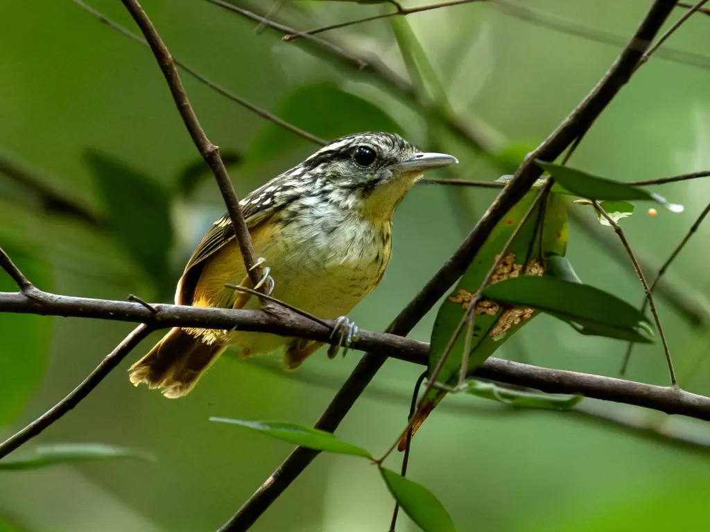 淡胸歌蚁鸟(Hypocnemis flavescens)