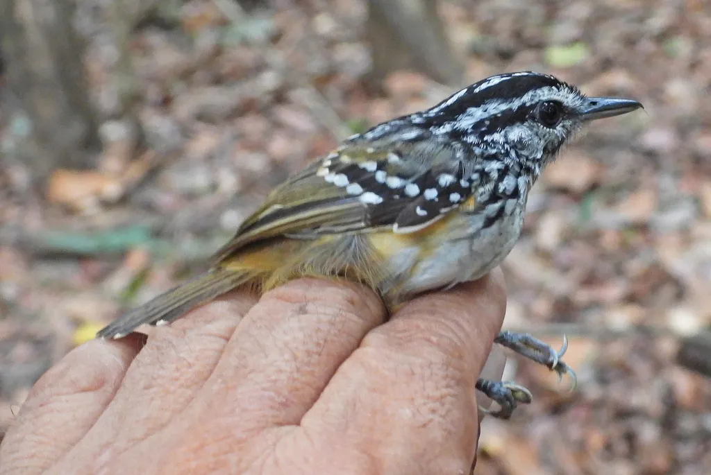 秘鲁歌蚁鸟(Hypocnemis peruviana)