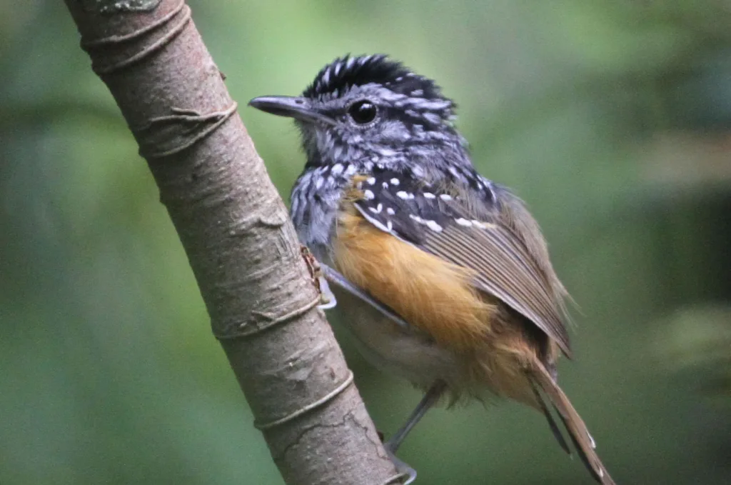 棕尾歌蚁鸟(Hypocnemis rondoni)