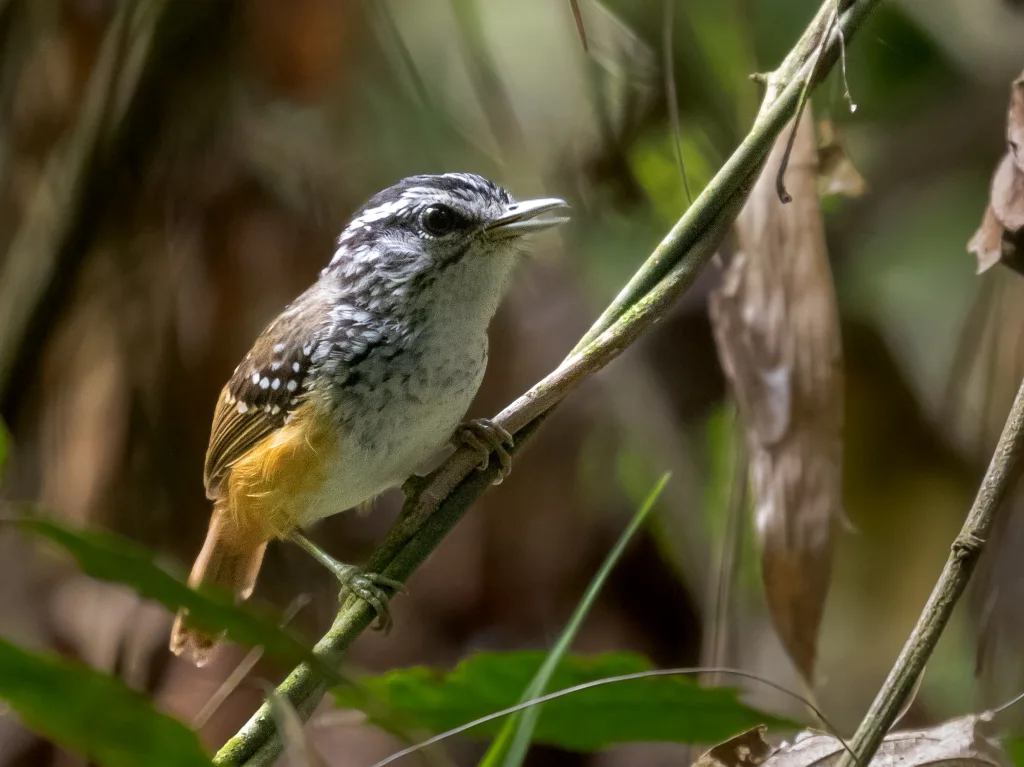 斯氏歌蚁鸟(Hypocnemis striata)