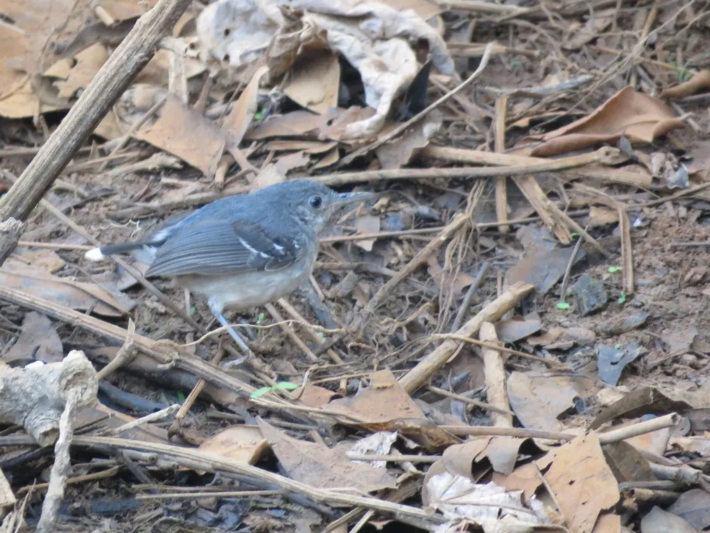 斑尾蚁鸟(Hypocnemoides maculicauda)