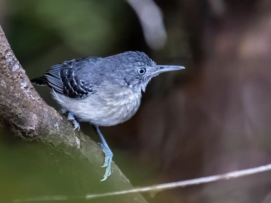 黑颏蚁鸟(Hypocnemoides melanopogon)