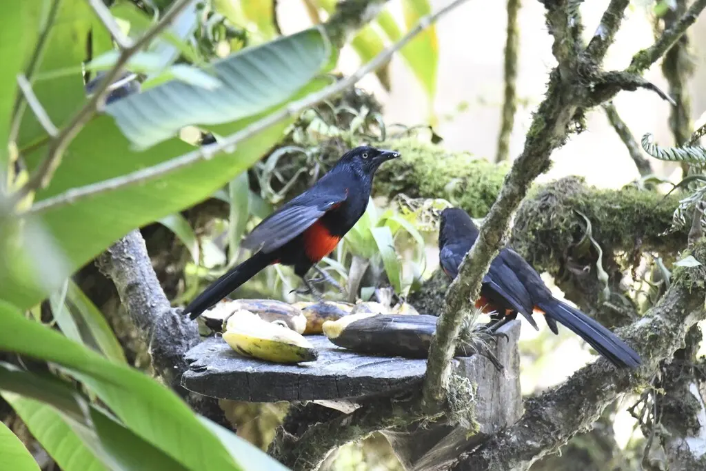 红腹拟鹩哥(Hypopyrrhus pyrohypogaster)