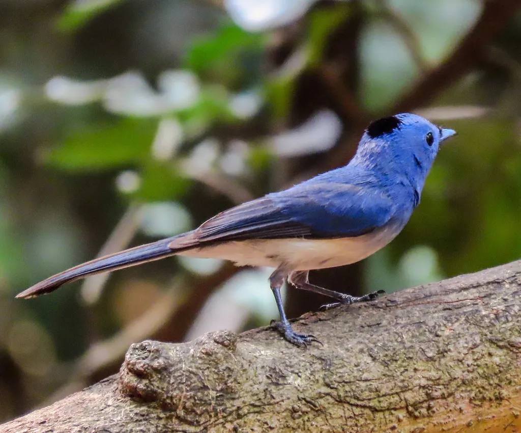黑枕王鹟(Hypothymis azurea)