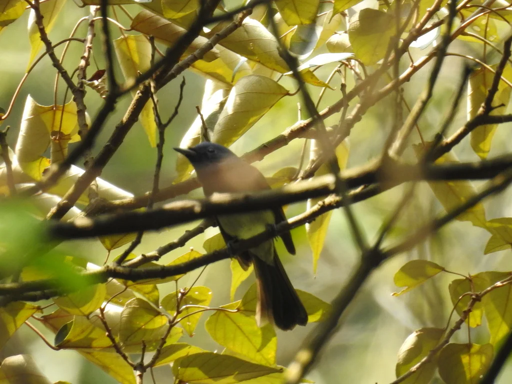 黑枕王鹟(Hypothymis azurea)
