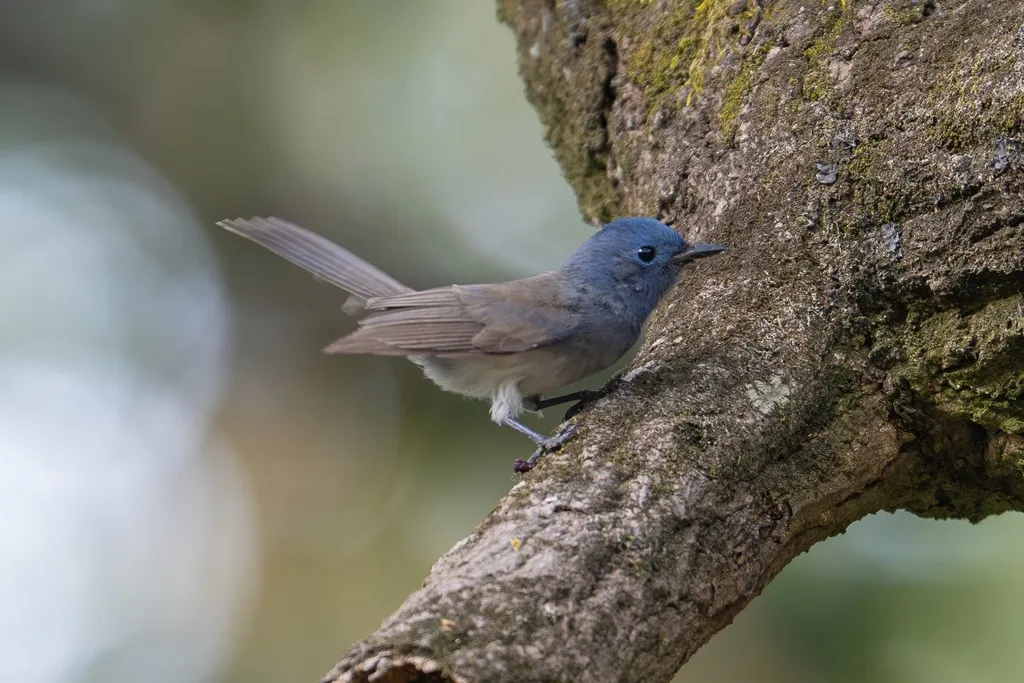 黑枕王鹟(Hypothymis azurea)