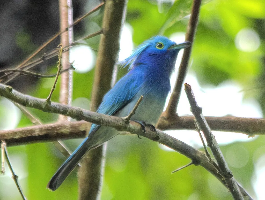 仙王鹟(Hypothymis coelestis)