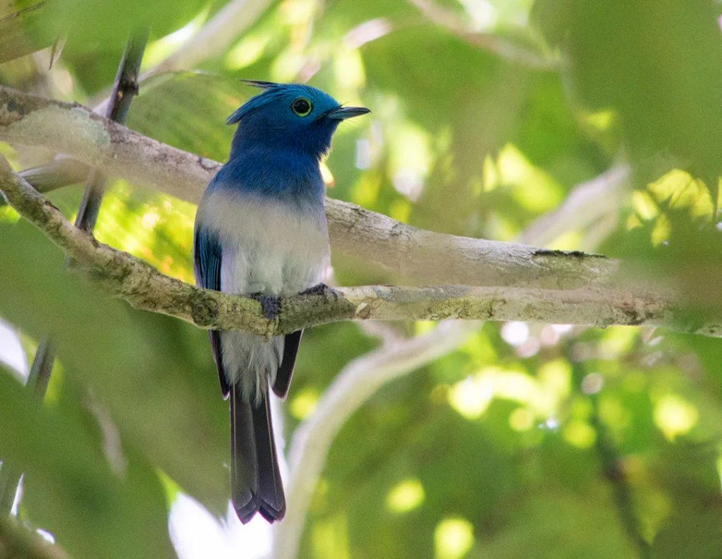 仙王鹟(Hypothymis coelestis)