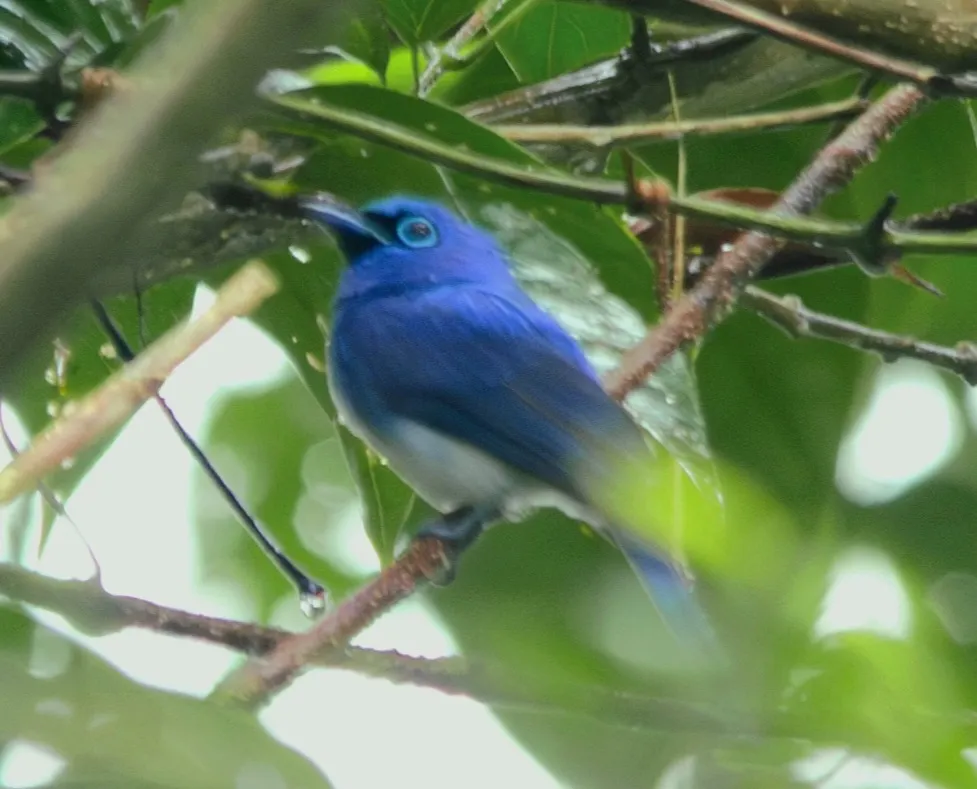 短冠王鹟(Hypothymis helenae)