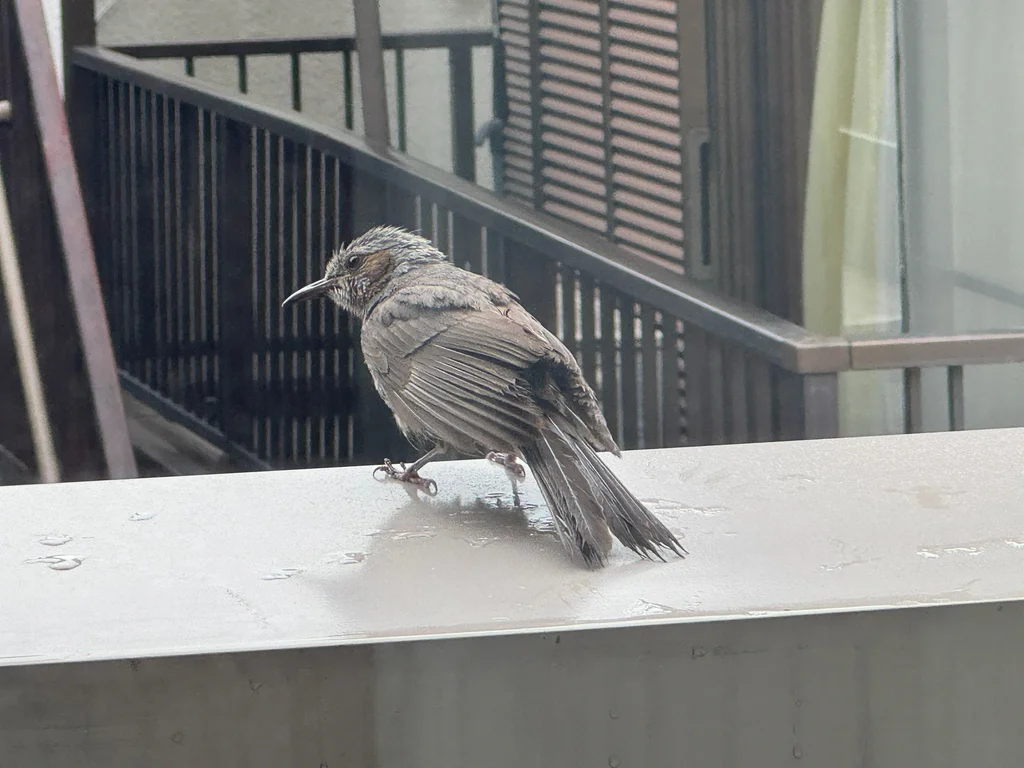 栗耳短脚鹎(Hypsipetes amaurotis)