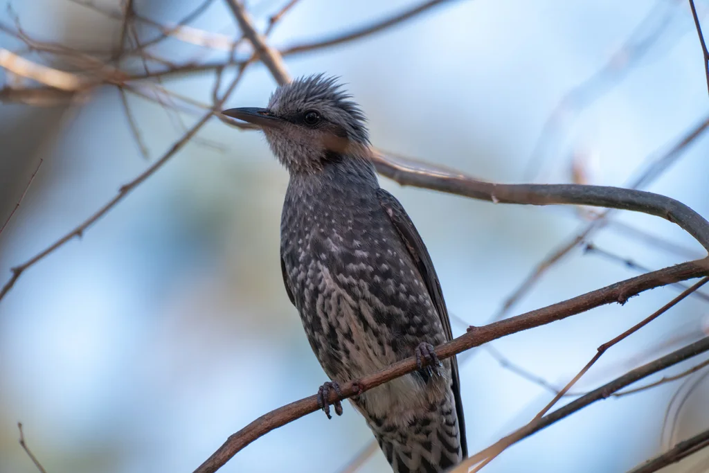栗耳短脚鹎(Hypsipetes amaurotis)