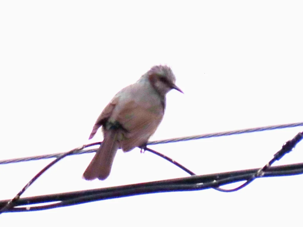 栗耳短脚鹎(Hypsipetes amaurotis)