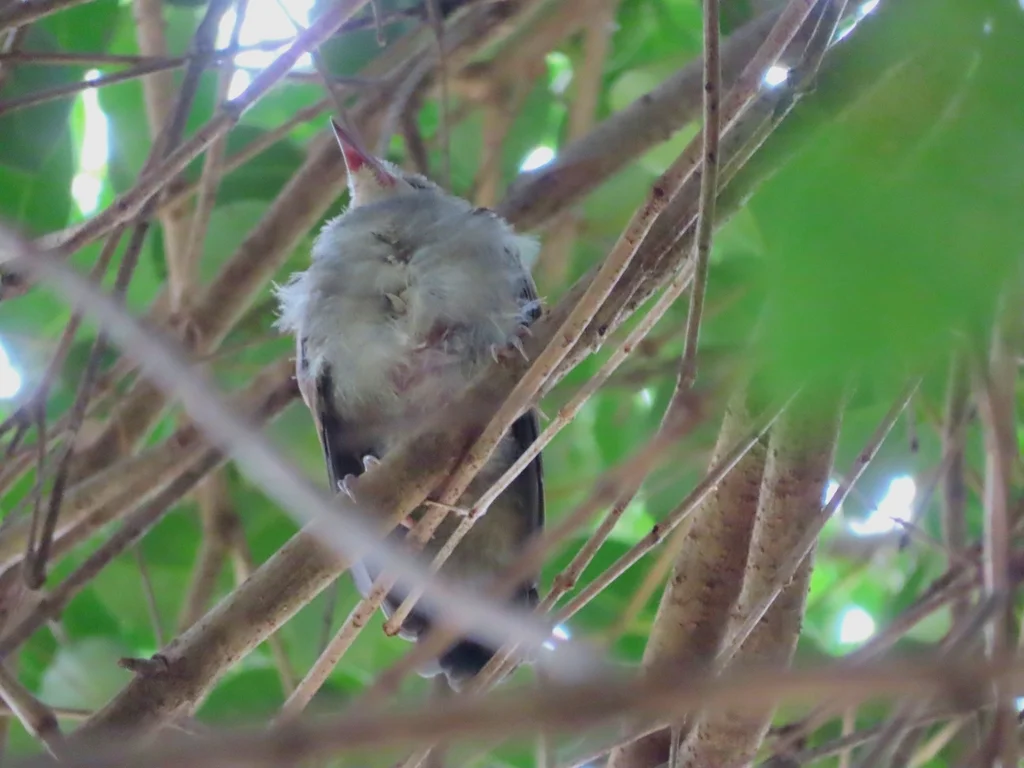 栗耳短脚鹎(Hypsipetes amaurotis)