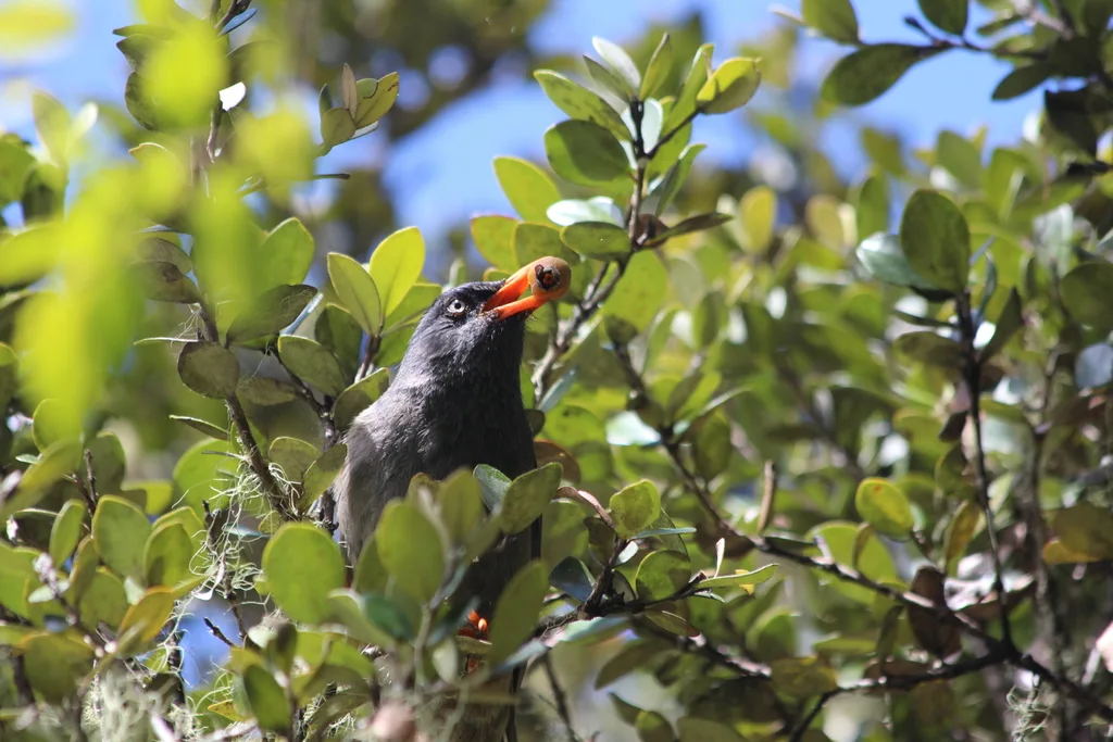 绿短脚鹎（Hypsipetes borbonicus）