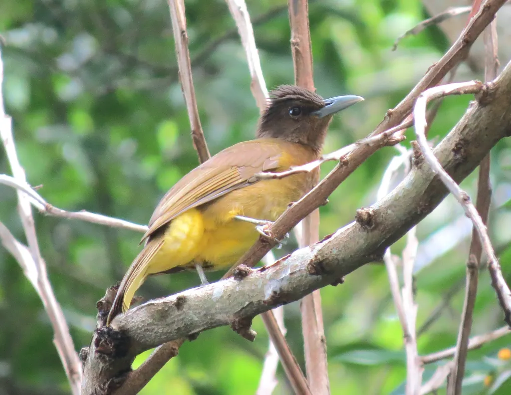 卡米金鹎(Hypsipetes catarmanensis)