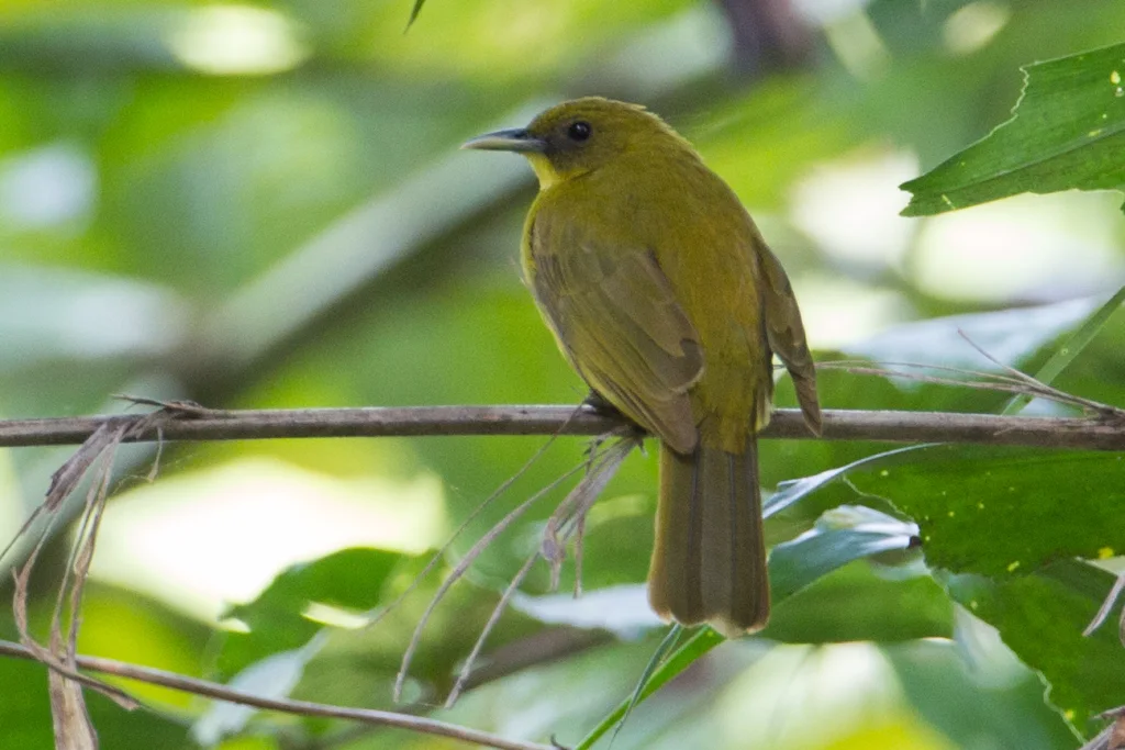 哈岛金冠鹎(Hypsipetes chloris)