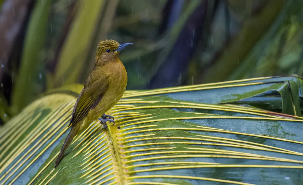 黄鹎(Hypsipetes everetti)