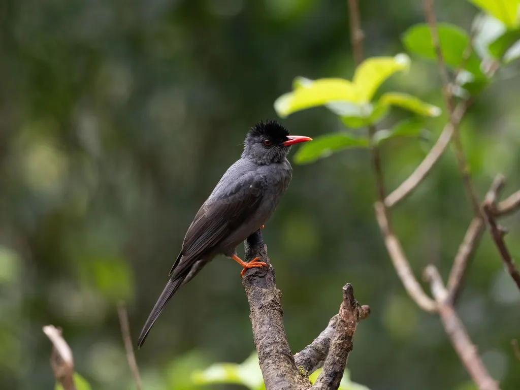 方尾黑鹎(Hypsipetes ganeesa)