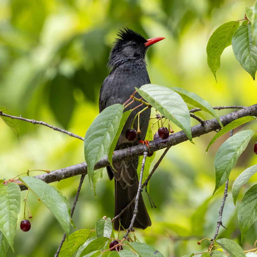 黑短脚鹎(Hypsipetes leucocephalus)