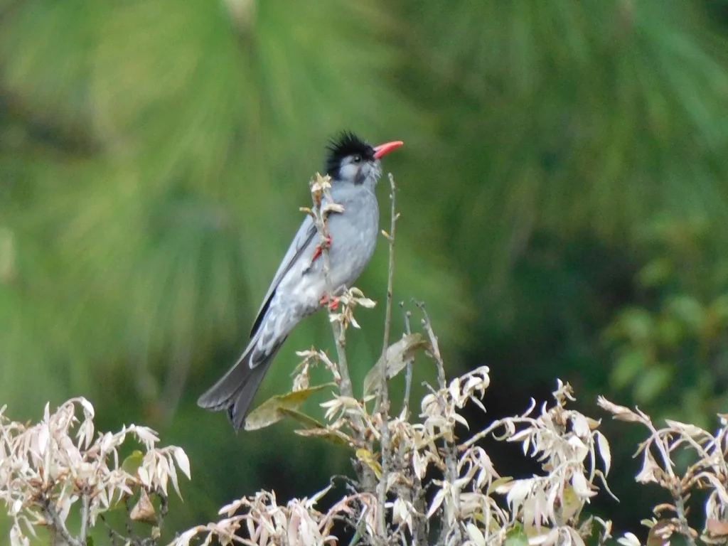 黑短脚鹎(Hypsipetes leucocephalus)